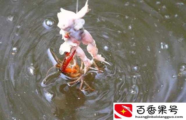 小龙虾用什么钓最好
