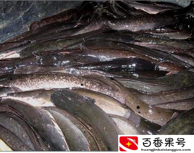 养什么鱼赚钱利润高