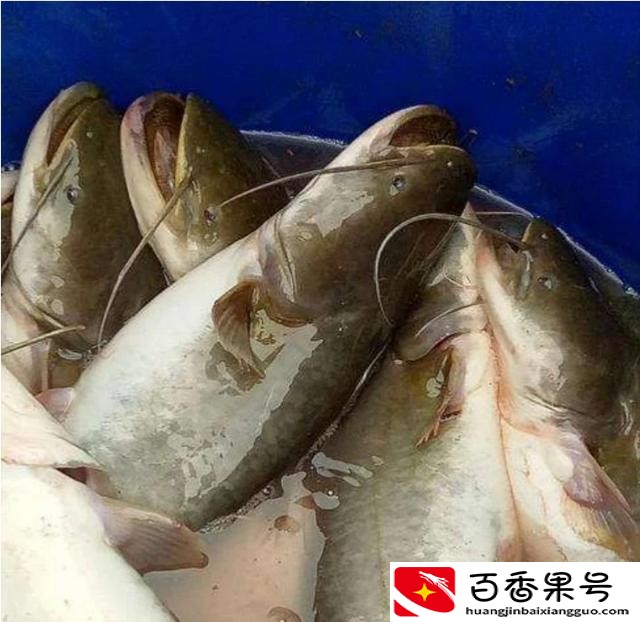 养什么鱼赚钱利润高