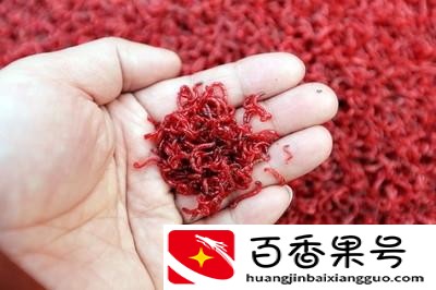 小金鱼吃什么食物家里食物