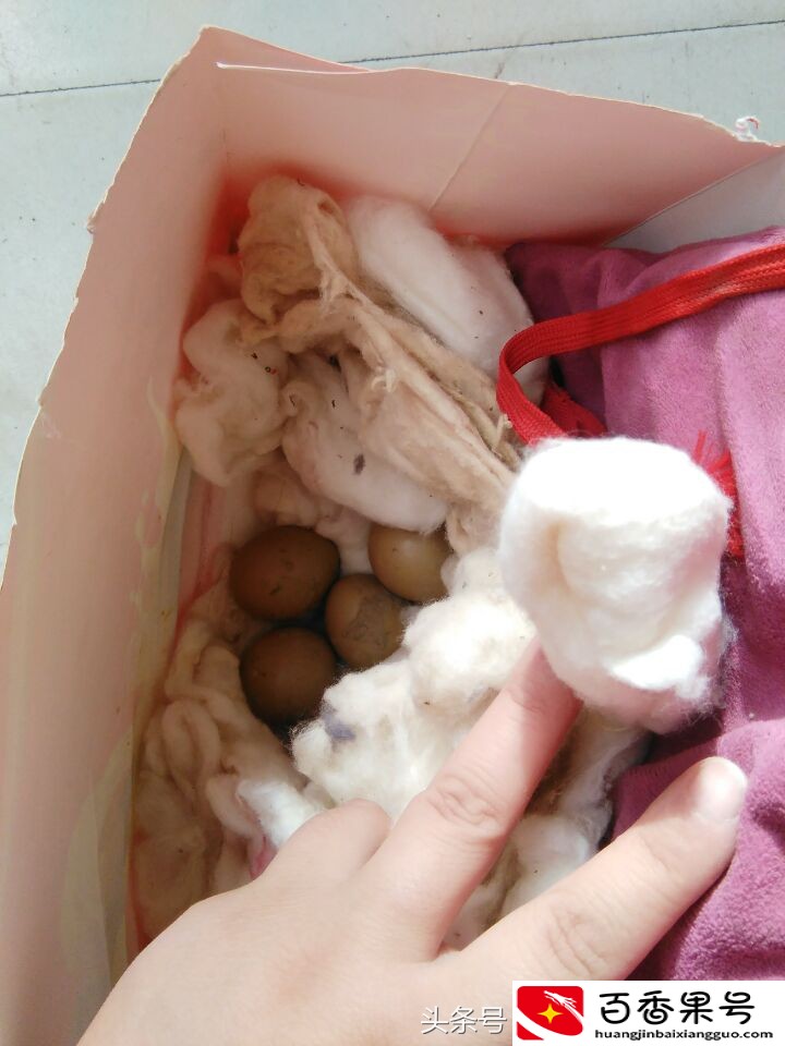 农民在自家地头发现了一窝野鸡蛋，煮熟后，剥开吓了一跳
