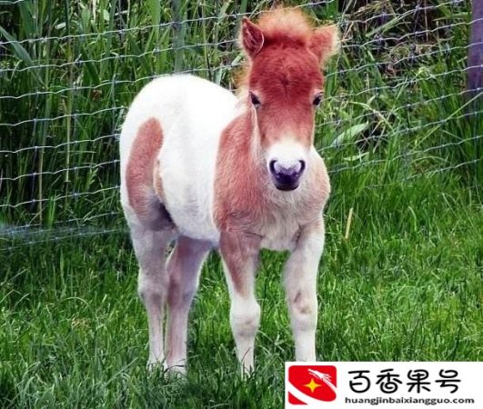 动物医生有哪些动物