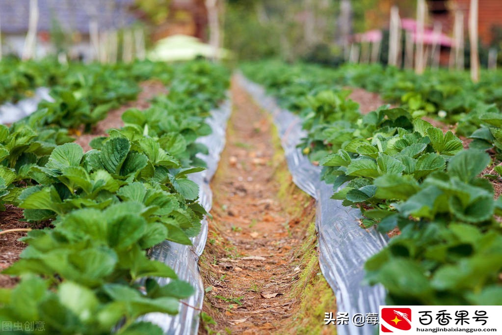 草莓几月份种植最好？需要注意什么？