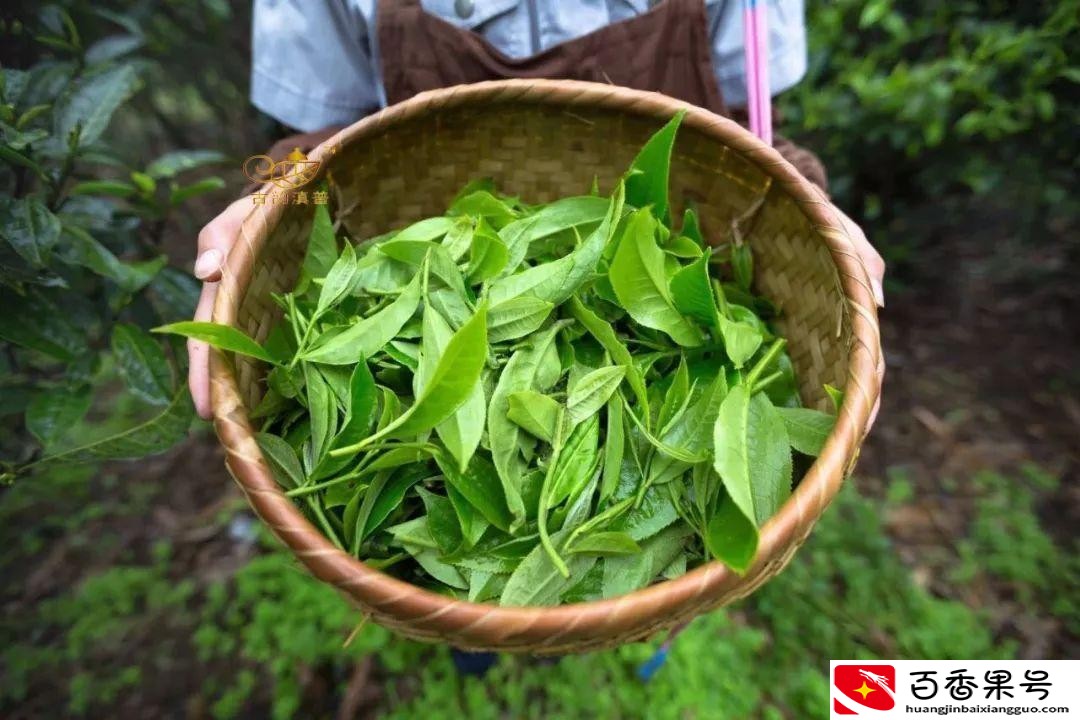 龙井茶的产地在哪里？龙井茶有几种？