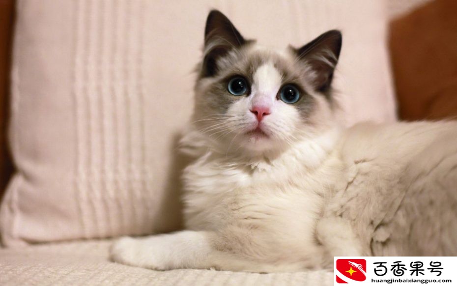 家养的猫咪不吃东西日渐消瘦，找不到原因？看看这些你就知道了