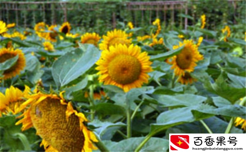 走进农户：如何种植向日葵，才能稳稳地占据瓜子市场？