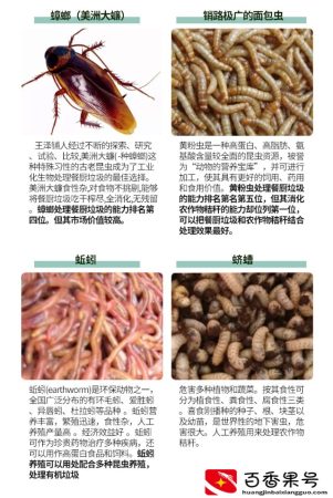 养殖蟑螂也能赚钱