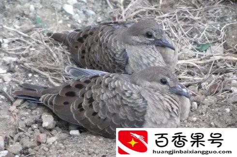 随处可见的斑鸠能不能吃，为何说吃斑鸠危害很大？它不会筑巢？