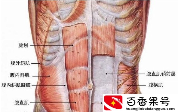 辟谣|人鱼线就是马甲线？