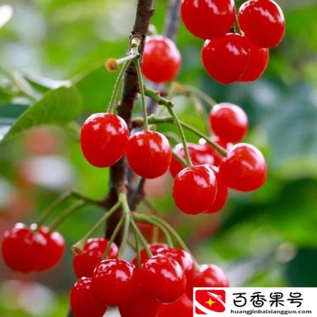 吃樱桃会胖吗？樱桃吃了会不会长胖？