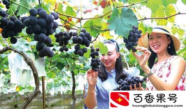 种植什么最赚钱