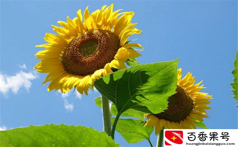 走进农户：如何种植向日葵，才能稳稳地占据瓜子市场？