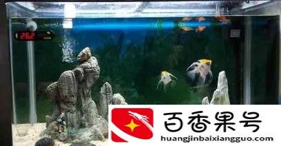 鱼缸水质浑浊怎么处理方法