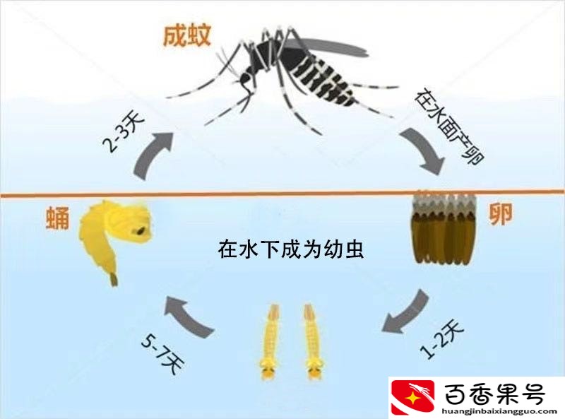 为什么空调房里没蚊子？