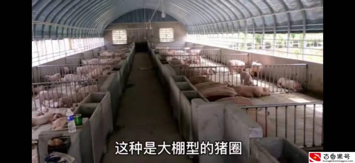 花了75000元建了一座新式的养殖大棚，效果咋样呢？