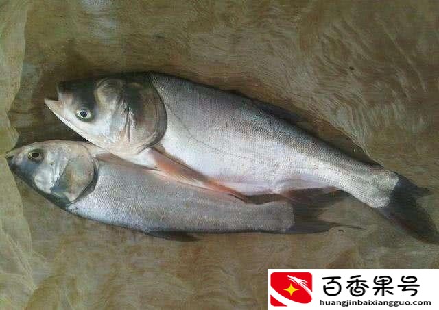 夏天钓鲢鳙钓多深最好