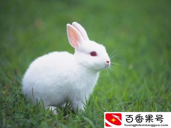 养100只兔子一年能赚多少钱