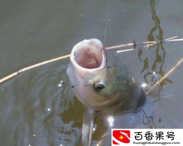 夏天钓鲢鳙钓多深最好