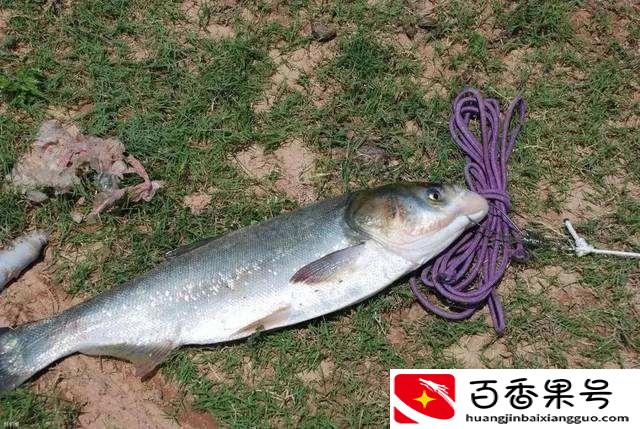 夏天钓鲢鳙钓多深最好