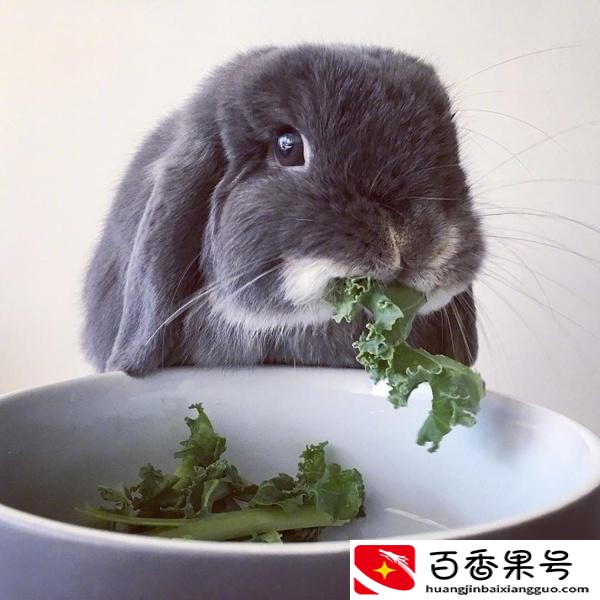 养100只兔子一年能赚多少钱