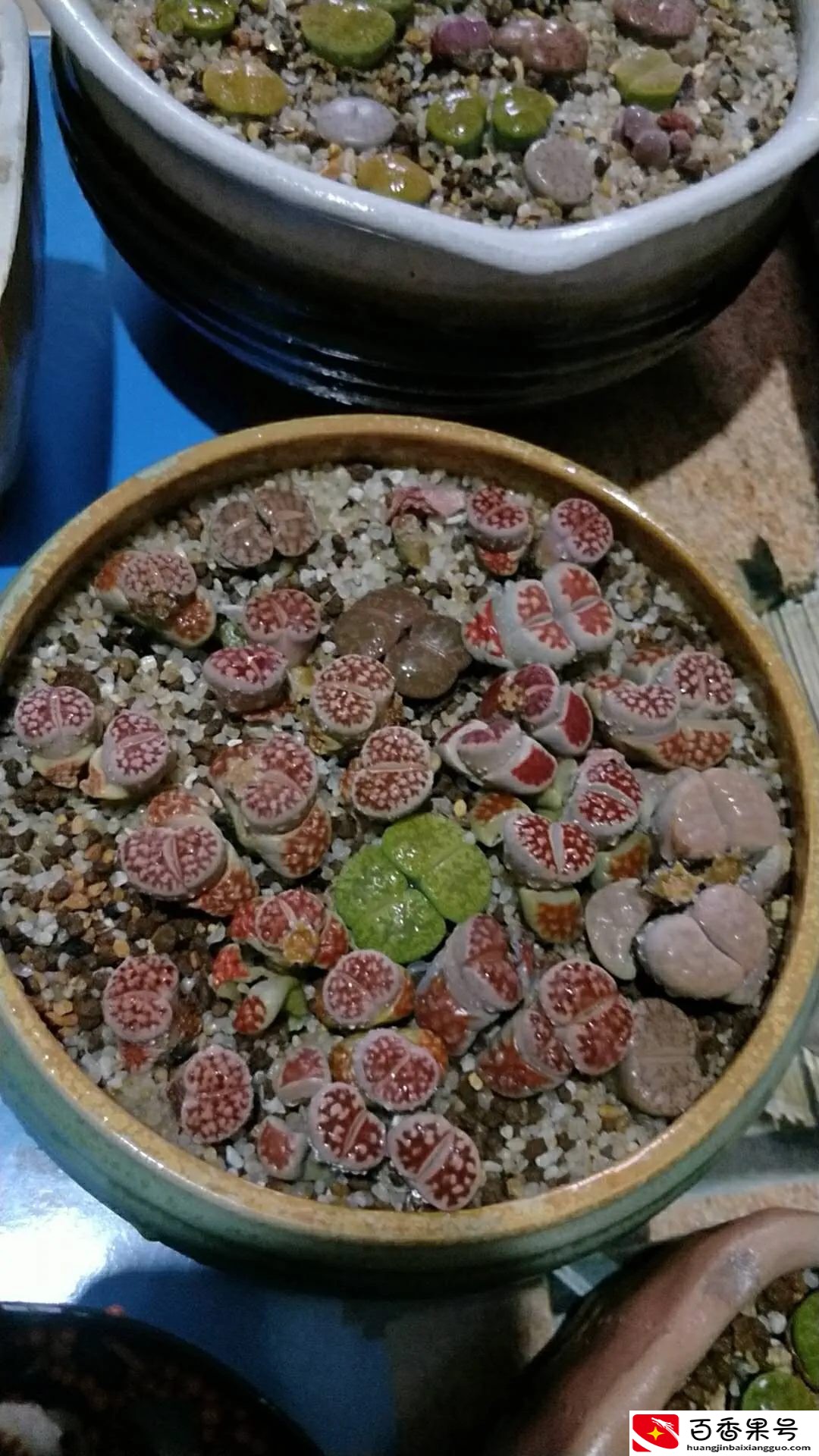 多肉，对女人有害？
