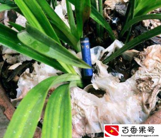 养花总得沾点"灰"，花卉健康长势好，这下捡到宝了
