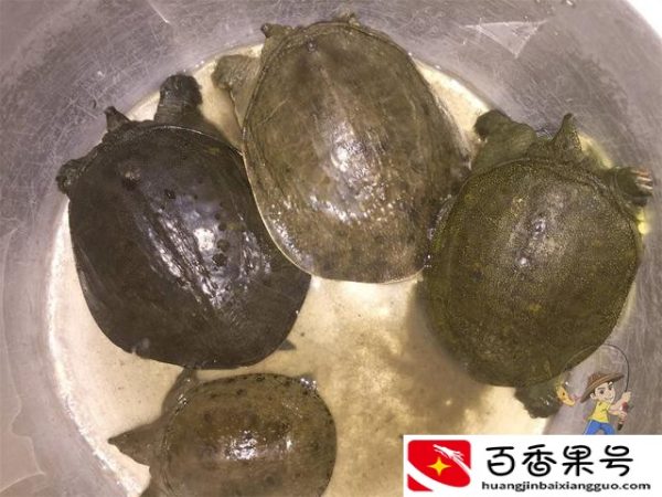甲鱼用什么钓最好钓