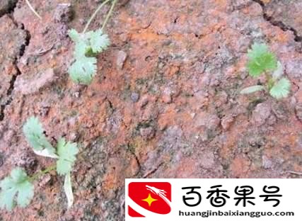 土壤污染源种类有哪些