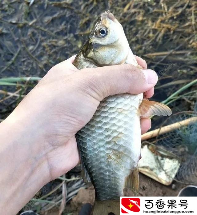 蚯蚓钓什么鱼最好