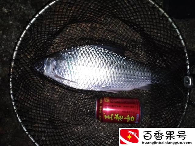 晚上钓鱼钓底还是钓浮
