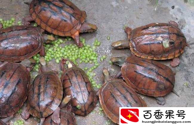 金钱龟吃什么食物 金钱龟怎么喂