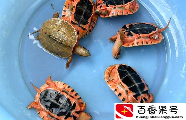 金钱龟吃什么食物 金钱龟怎么喂