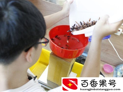 蟑螂成为了被饲养的动物，20岁的伺养者月收入过万