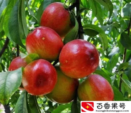 山东哪的桃子最好吃？经评选，这5个地方最有名，有你的家乡没？