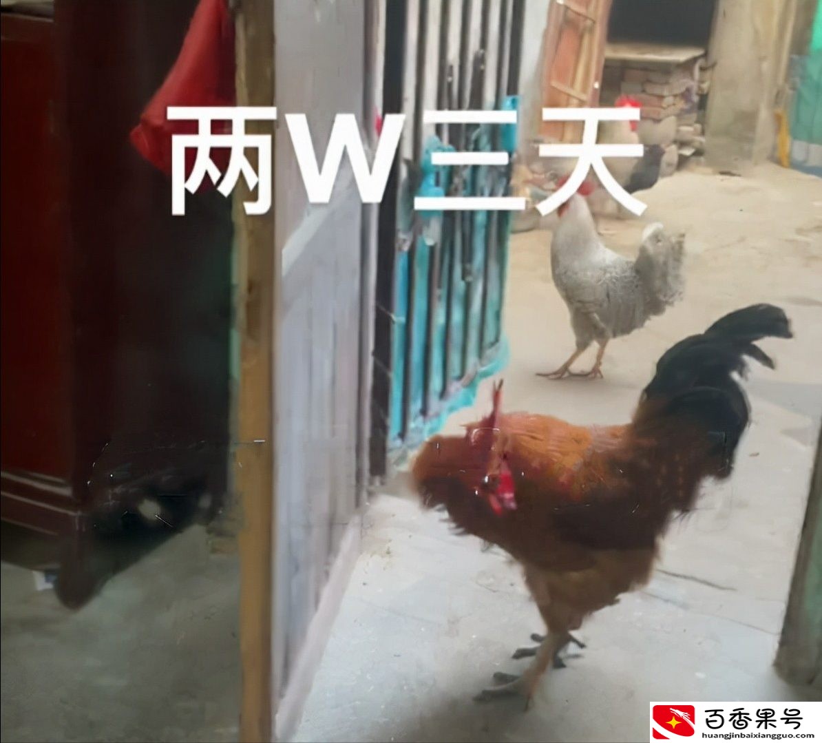 我40岁做过保安，试睡两次凶宅赚了2w，第二次带了三只公鸡