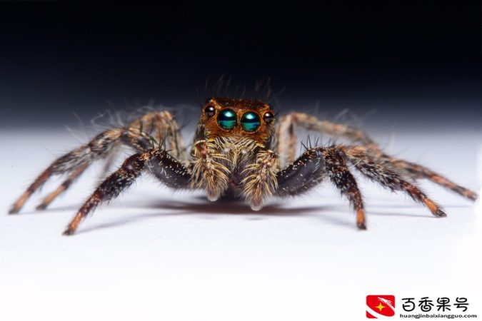 昆虫都有六条腿，那为什么蜘蛛是八条腿？90%的人都答错了