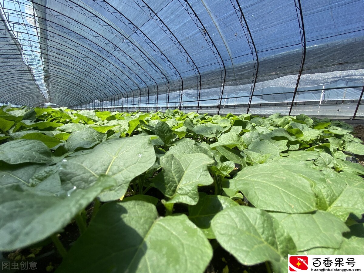 五口之家种植大棚蔬菜，年入15万并不难