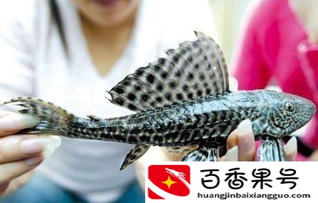 养清道夫的好处和坏处