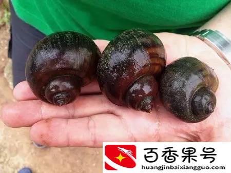 广东多地福寿螺泛滥，为什么不能吃？专家：轻则拉肚重则危及生命