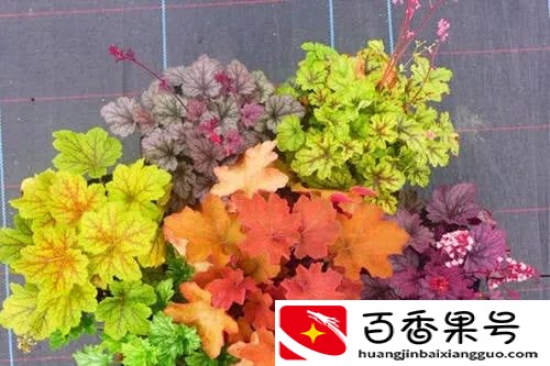 多肉，对女人有害？