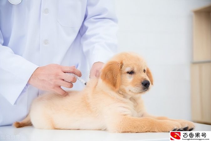 狗狗都需要打什么针？什么时间打？