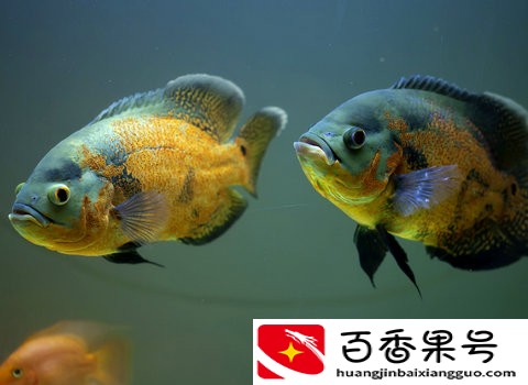 地图鱼并不适合大群密集饲养