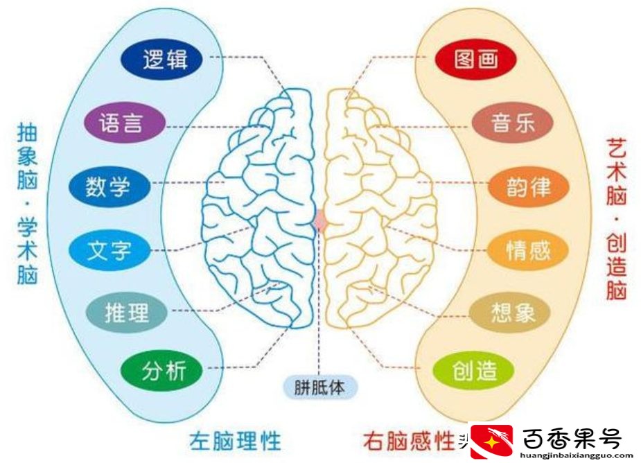 多用左手，开发右脑？不要再相信“右脑开发”，整合大脑才是关键