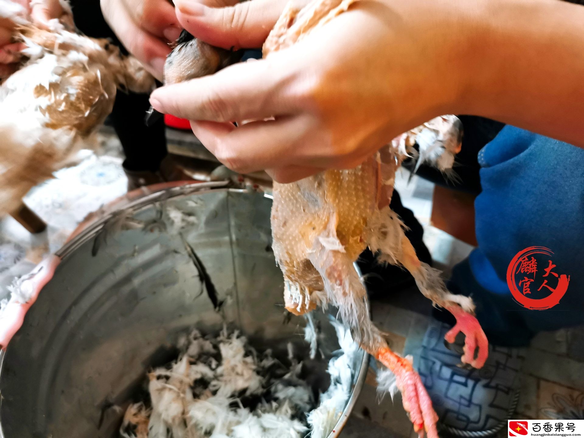 鸽子这样杀，不水淹，不摔砸，肉嫩鲜香，美味营养，吃一回就爱上
