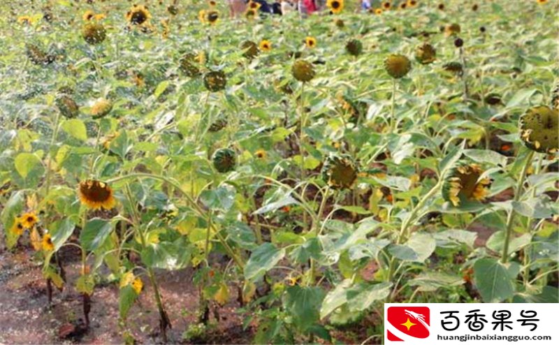 走进农户：如何种植向日葵，才能稳稳地占据瓜子市场？