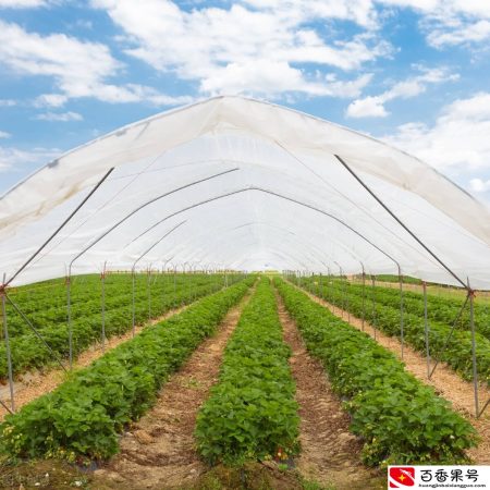五口之家种植大棚蔬菜，年入15万并不难