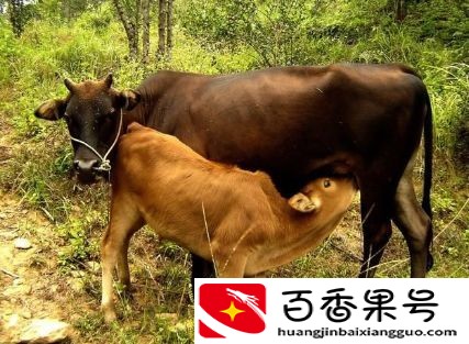 牛的寿命是多少？大家知道不？