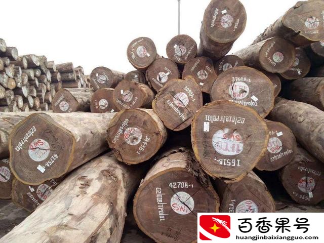 现在种什么树最有前景
