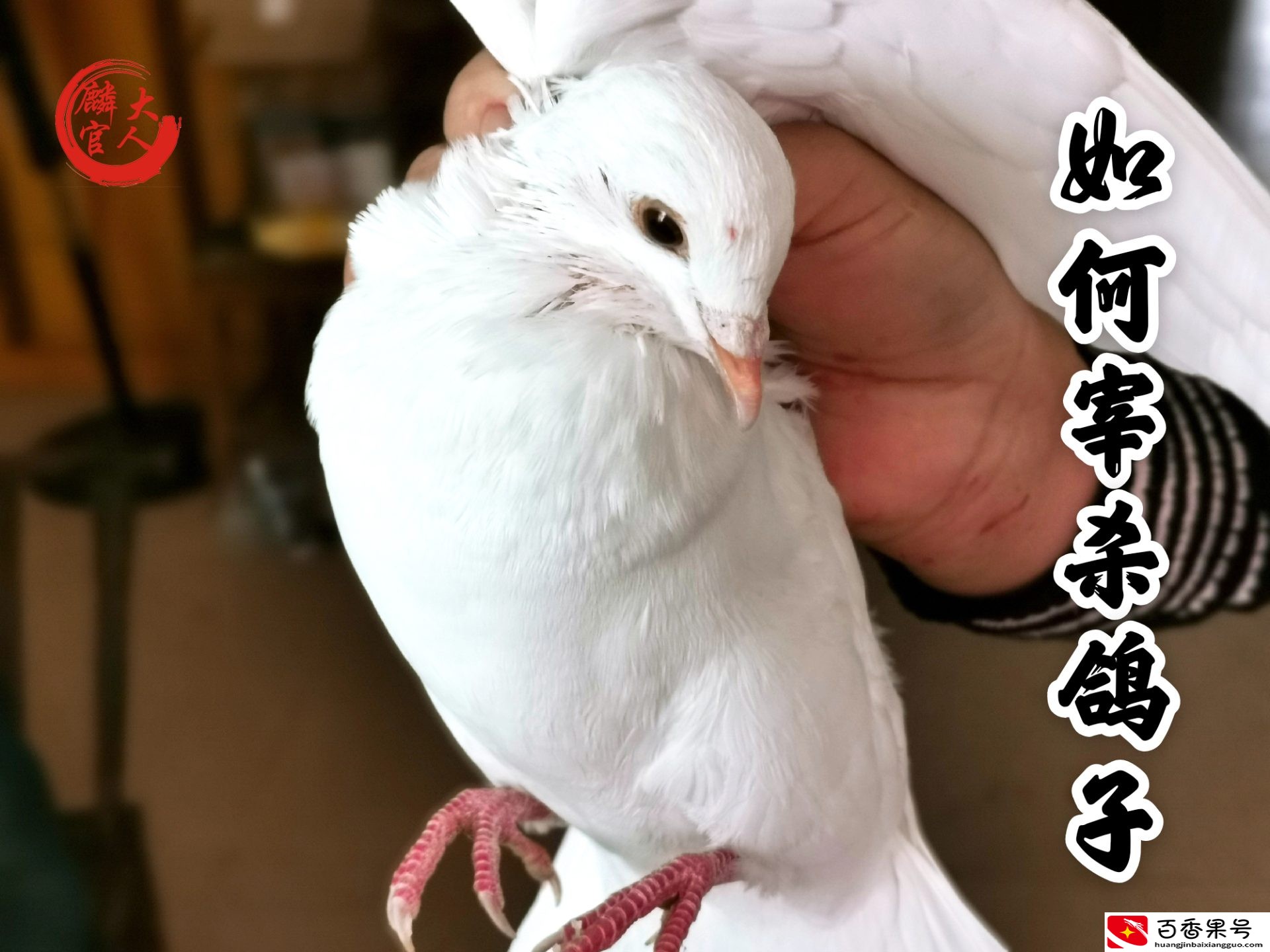 鸽子这样杀，不水淹，不摔砸，肉嫩鲜香，美味营养，吃一回就爱上