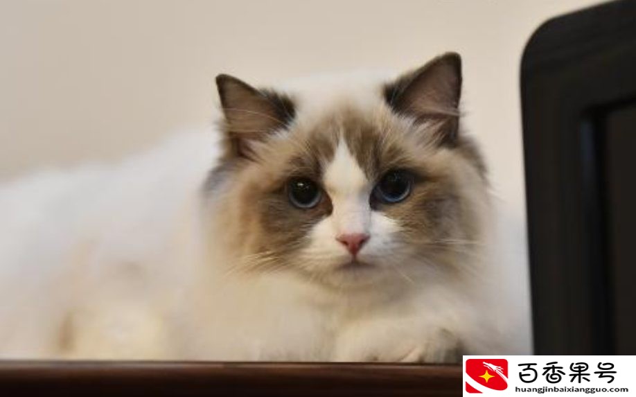 家养的猫咪不吃东西日渐消瘦，找不到原因？看看这些你就知道了
